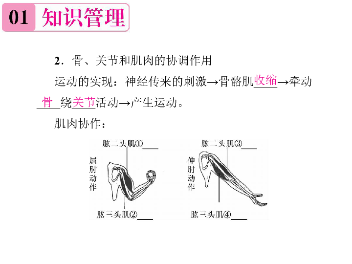 人教版八年级生物上册：5.2.1《动物的运动》课件(作业课件，26张ppt）