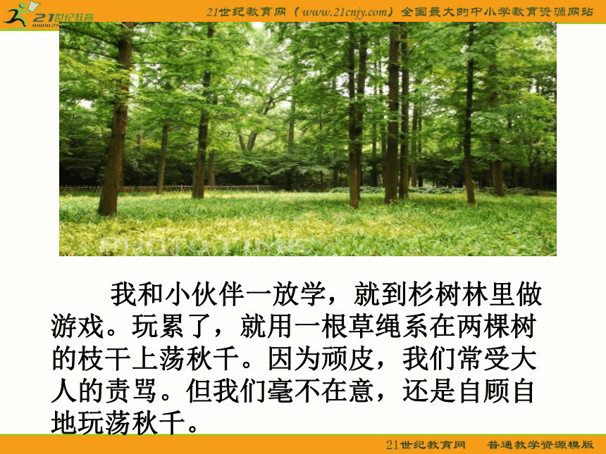 五年级语文上册课件（沪教版）： 快乐的杉树林
