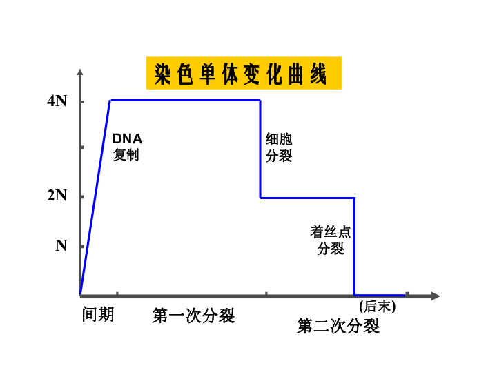 生物减数图解折线图图片