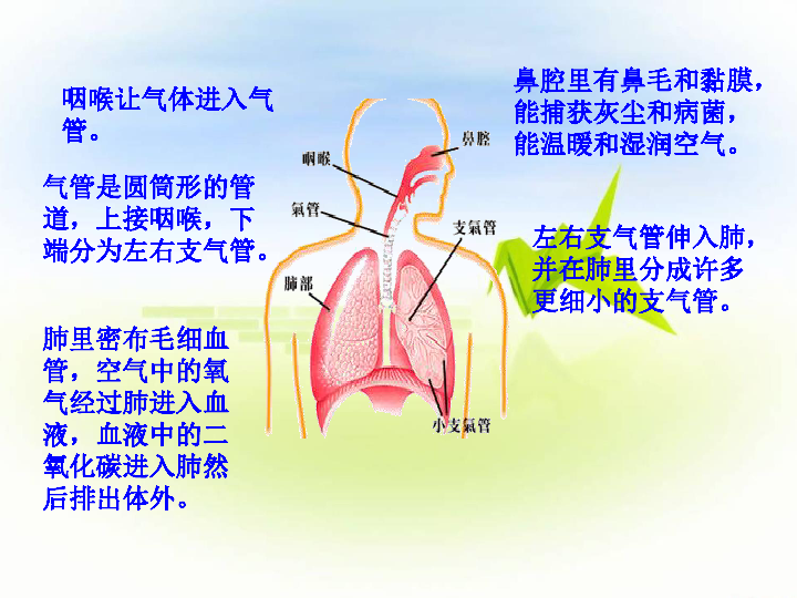 五年级下册科学课件- 《呼吸不停的肺》 北京版 (共14张PPT)