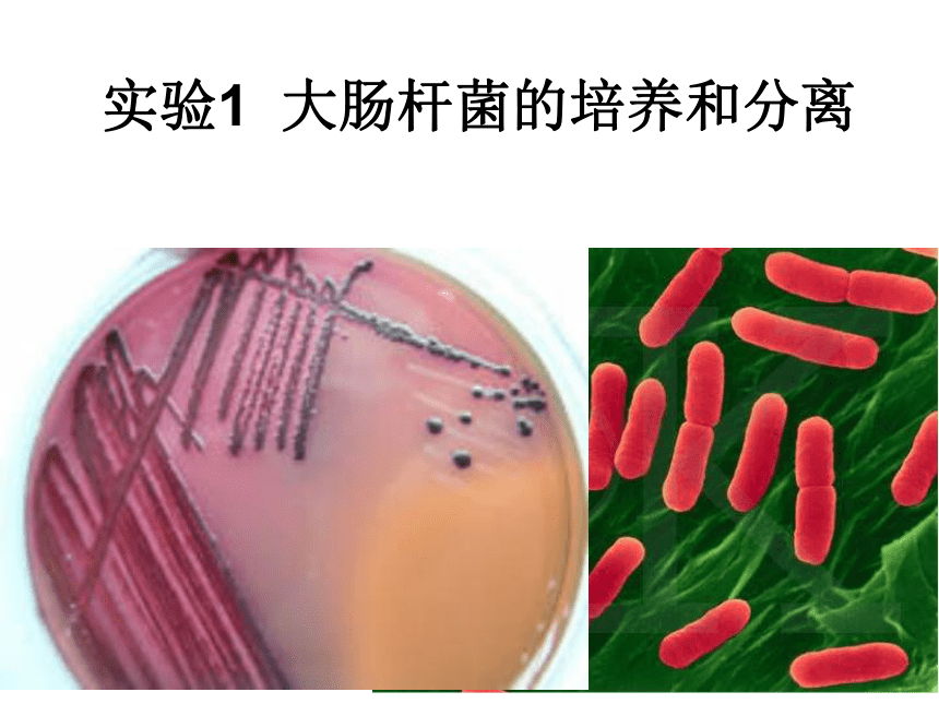 浙科版选修1第一部分实验1大肠杆菌的培养和分离（共24张PPT）