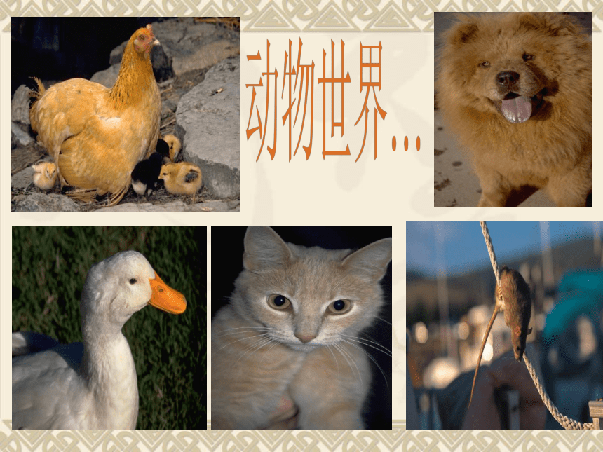 2016秋湘教版科学三上2.2《常见的动物》ppt课件