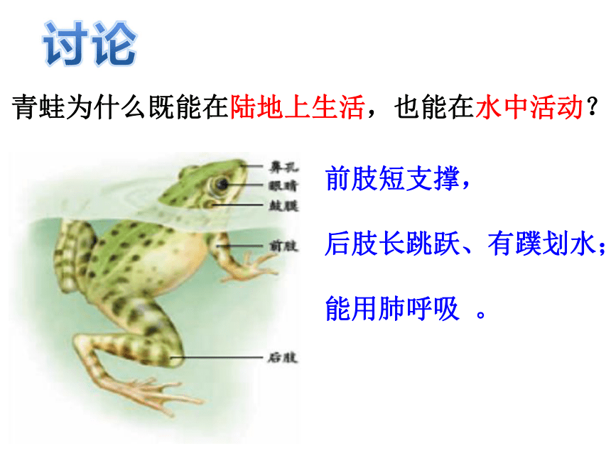 人教版生物八年上 第五节两栖动物和爬行动物（42张PPT）