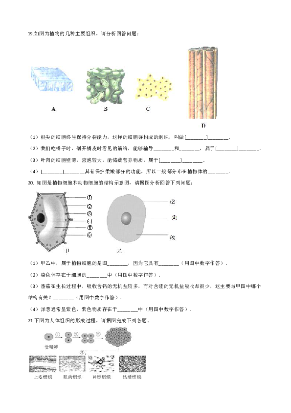 北师大版七上生物 第二单元 第4章 生物体的结构层次 单元练习（含解析）