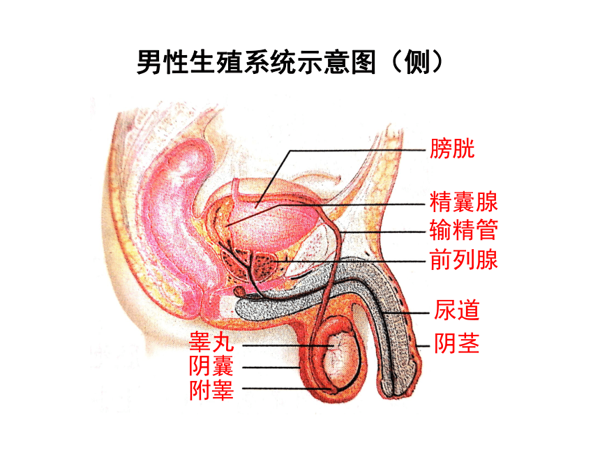 人教版七年级生物下册412人的生殖课件共21张ppt