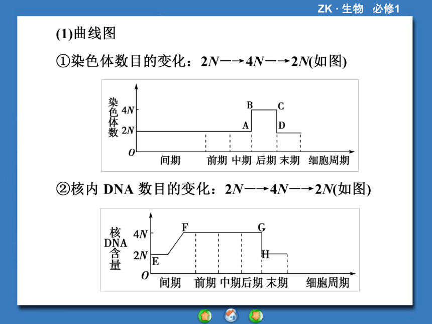 【课堂新坐标，同步备课参考】2013-2014学年高中生物（浙科版）必修1课件：章末归纳提升4第4章 细胞的增殖与分化（共44张PPT）