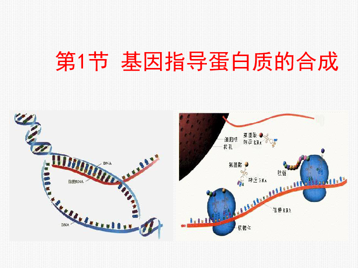 人教版高中生物必修二第四章第1节《基因指导蛋白质的合成》（63张）