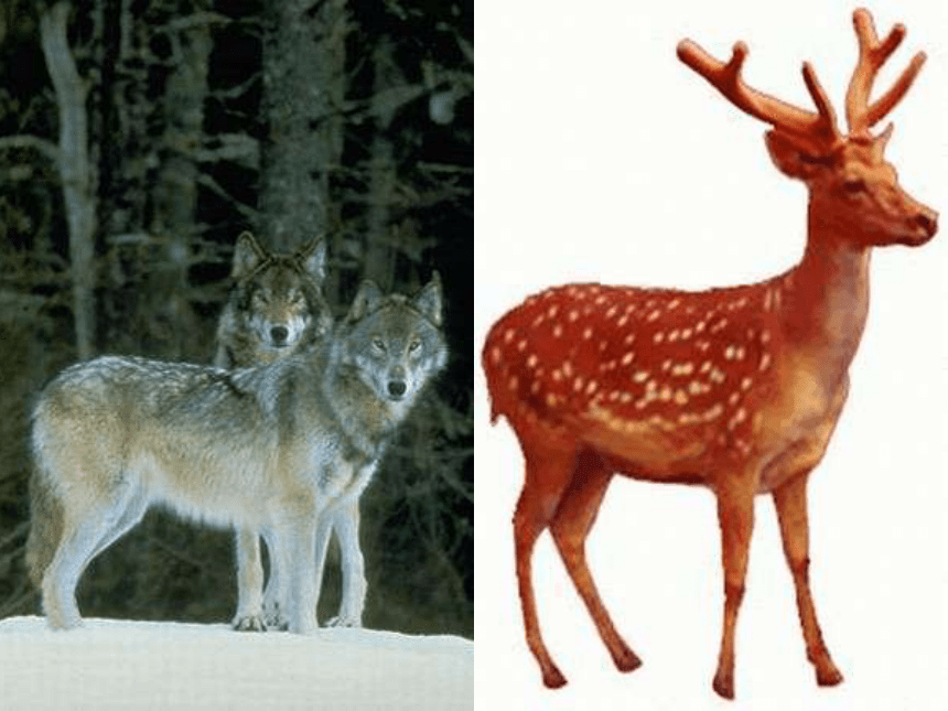 六年级上册语文课件 14《鹿和狼的故事》（16张PPT）