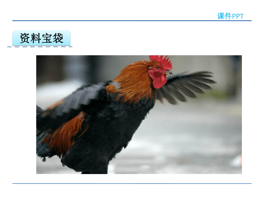 小学语文冀教版二年级下册同步课件：14 美丽的公鸡