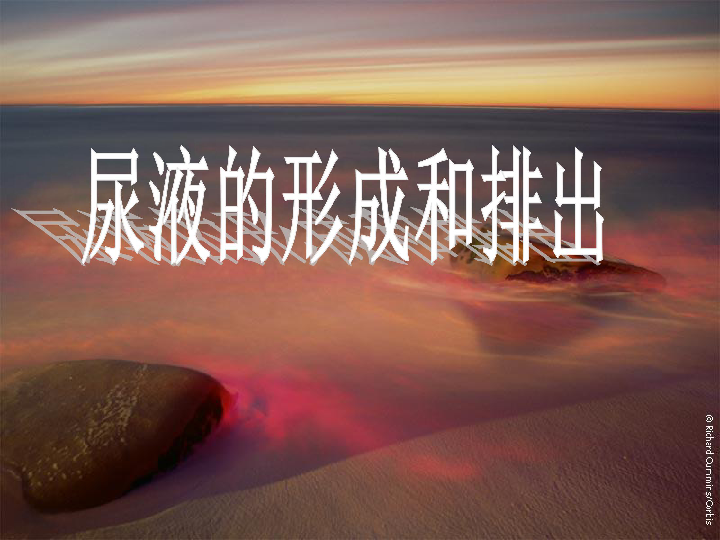 北师大版七下生物 尿的形成与排出 课件（24张PPT）