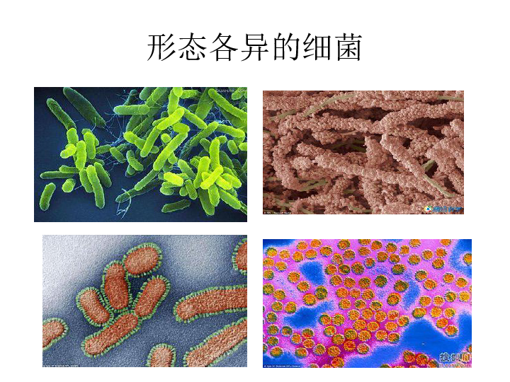 人教版八年级上册生物  5.4.1 细菌和真菌的分布 课件  (21张PPT)