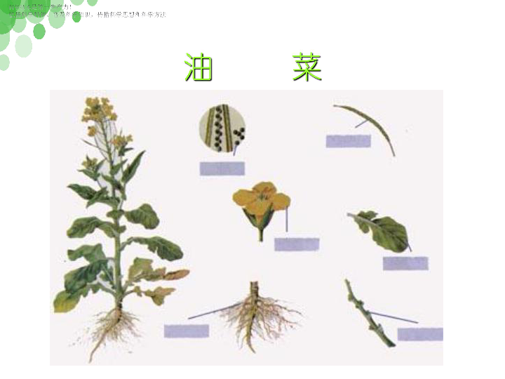 四年级下册科学课件 -《油菜花开了》 教科版 (共19张PPT)