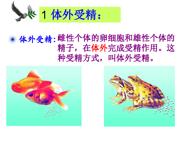 苏科版八年级上册生物  20.1动物的生殖 课件 ( 19张PPT)