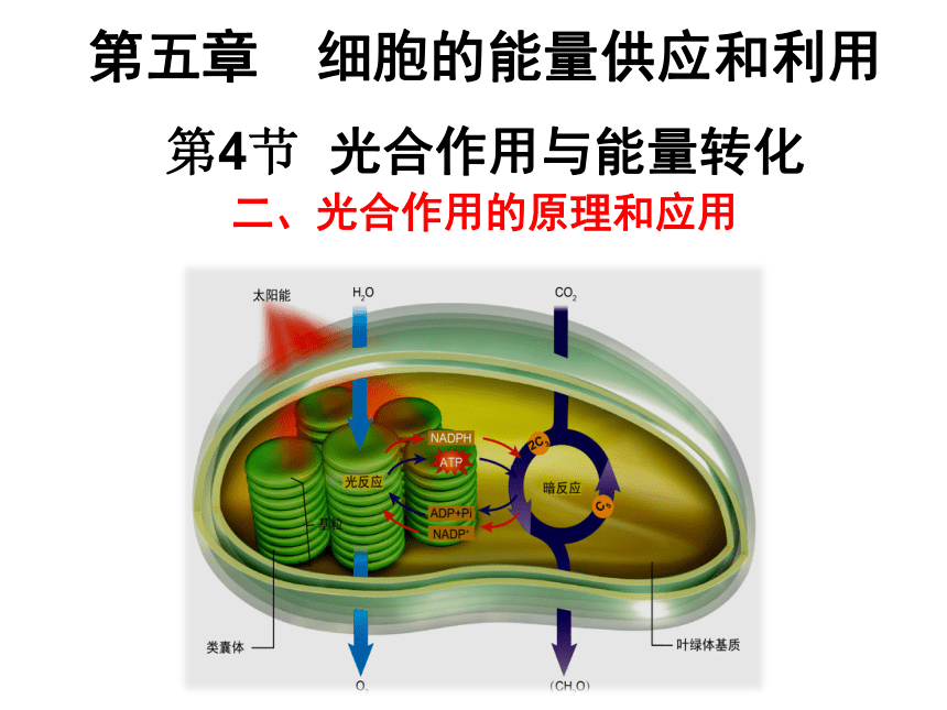 高中生物人教版2019必修1542光合作用的原理和應用課件共19張ppt