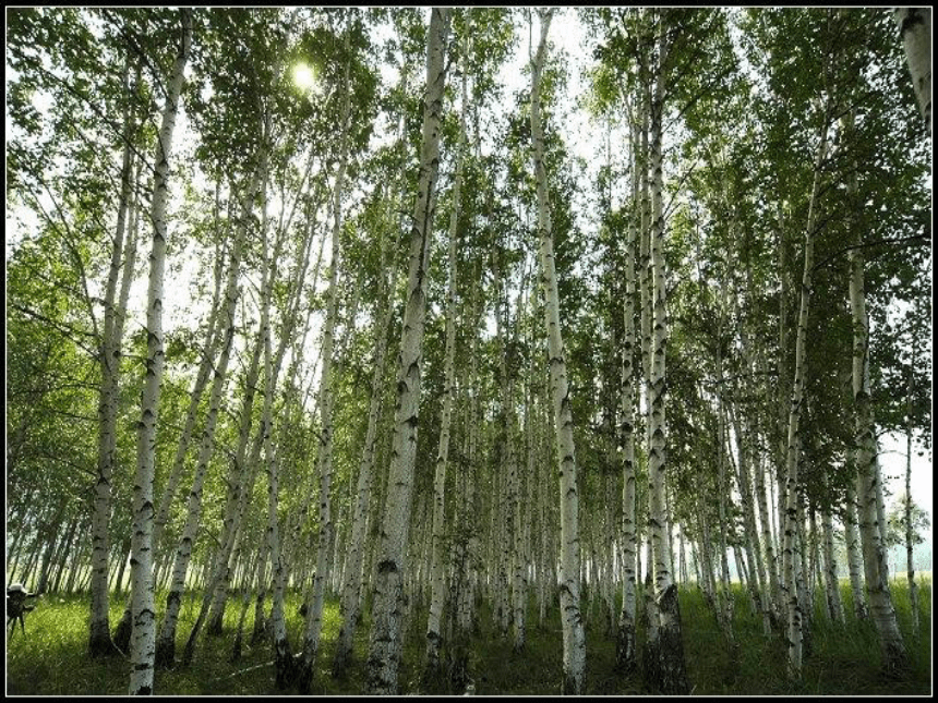 白桦林好地方 课件 (3)