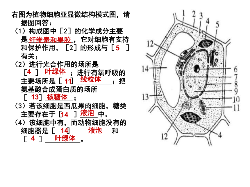 人教版必修1第三章第3节细胞核——系统的控制中心（共20张PPT）