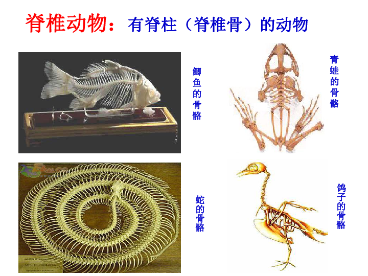 线性动物门图片