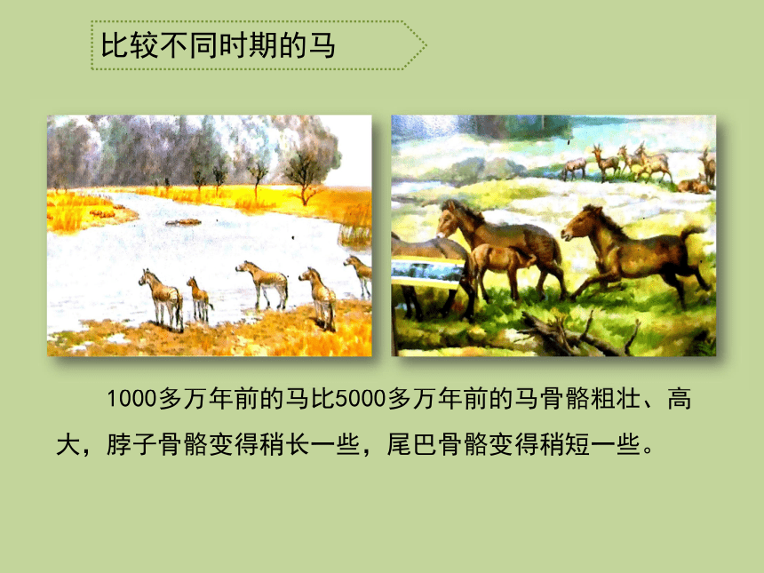 1.2 探索动物的发展史 课件