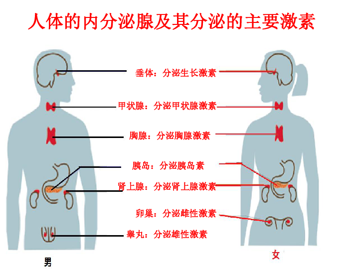 济南版生物七下3．5．1人体的激素调节（课件）（共20张PPT）