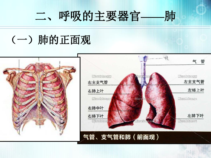 人教生物七下《3.2发生在肺内的气体交换》课件 （23张PPT）