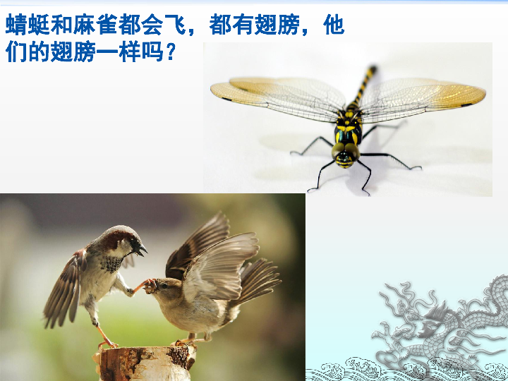 蜻蜓与麻雀课件 (共17张PPT)
