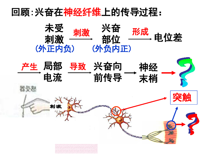 第二節 神經系統的結構與功能