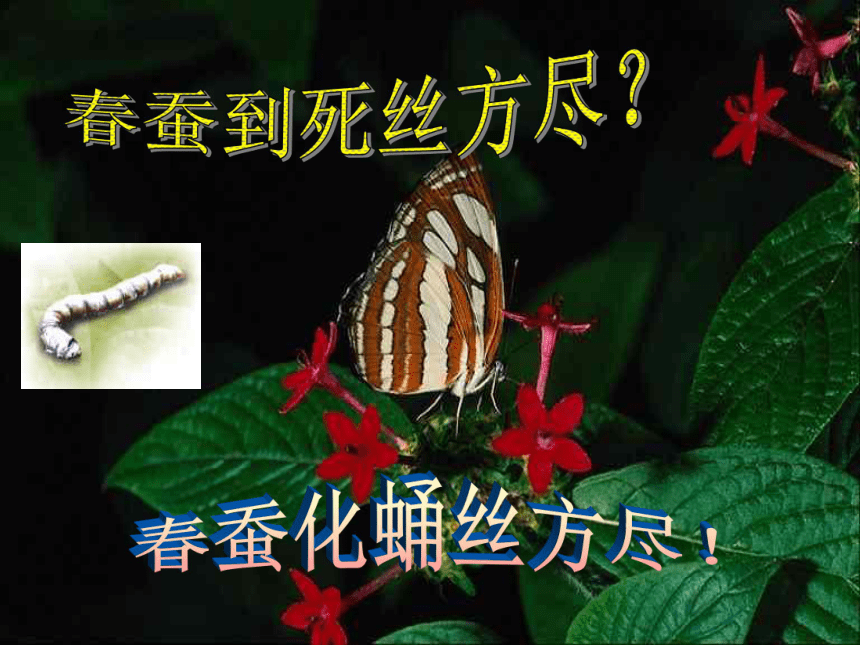 人教版八年级下册生物第七单元第一章第二节昆虫的生殖和发育 课件（共35张ppt）