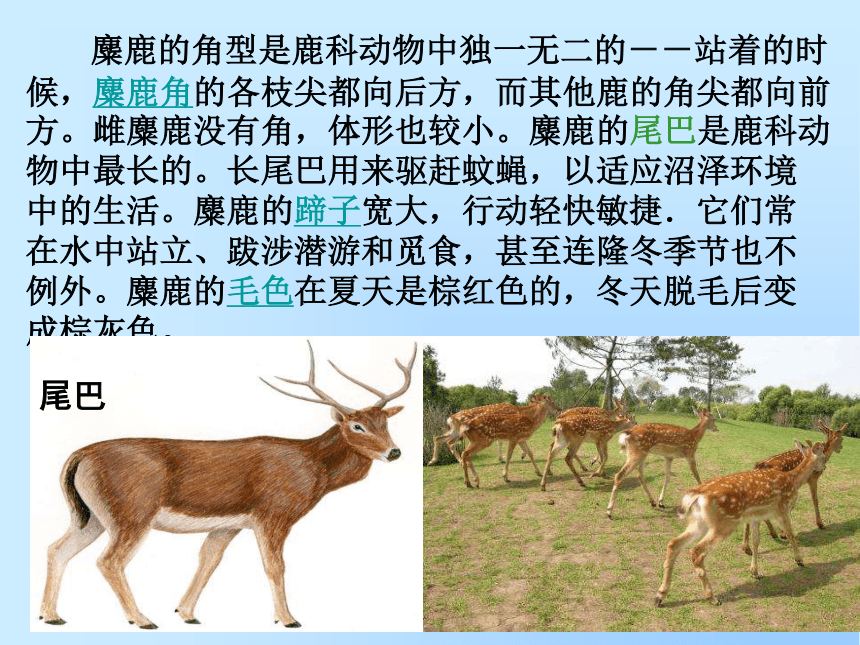 鹿的种类及名称图片图片