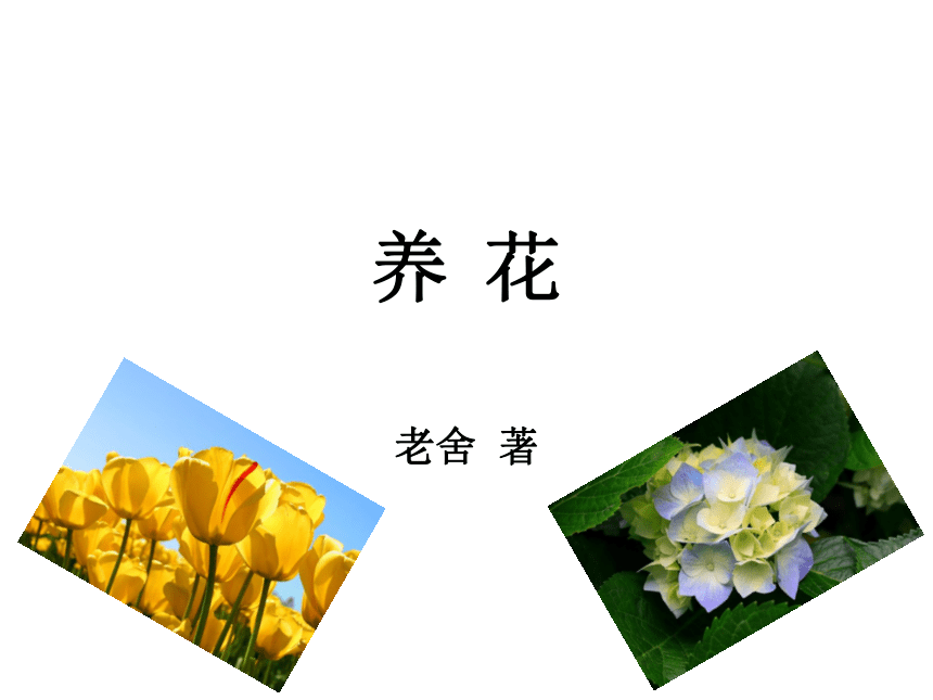 语文六年级下语文A版3.7《养花》课件（26张）1