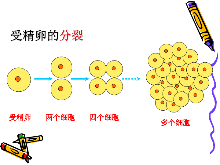 北师大版七年级上册生物2.4.1 细胞分化形成组织课件（共32张PPT）