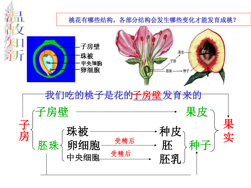 第三節果實和種子的形成課件第2課時27張ppt