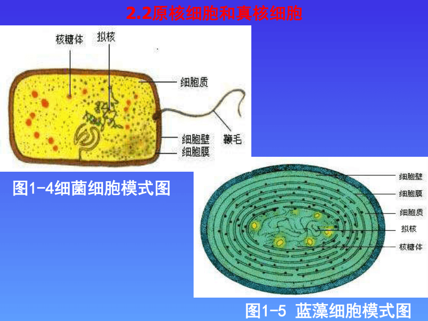 人教版高中生物必修一第一章第2节1.2 细胞的多样性与统一性-课件（39张）