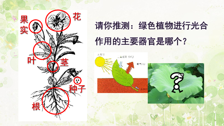 苏教版生物七上3.6.2 植物光合作用场所课件(共32张PPT)