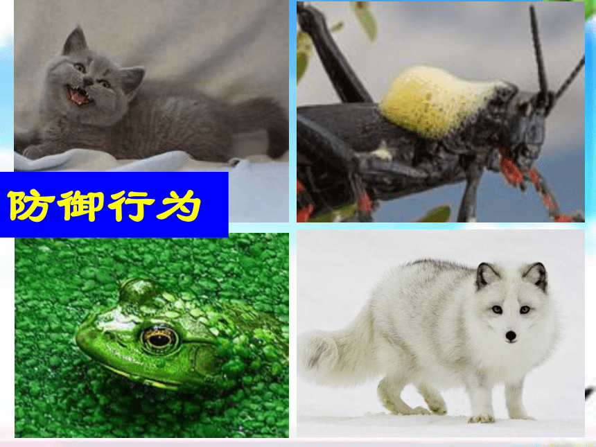 北京版八年级上册生物9.2 动物的行为课件(共24张PPT)