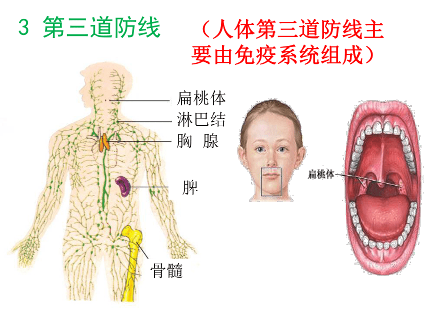 2017-2018学年人教版必修3 第二章第三节免疫调节 课件（113张）