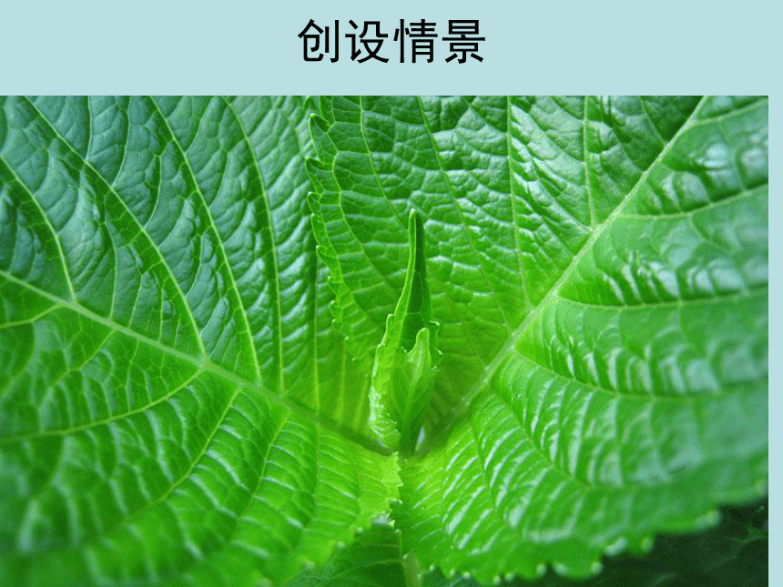 科学四年级上青岛版3.10植物的叶(一)课件(17张）