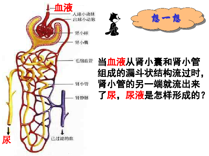 七下232排泄二尿液的形成和排出课件共19张ppt