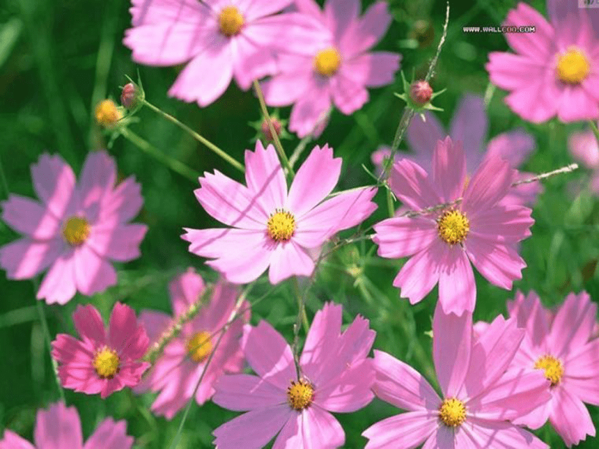 《花的勇气》课件