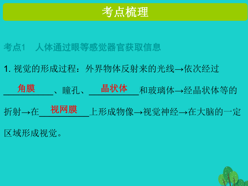 2017年中考生物复习--人体生命活动的调节 课件（53张）