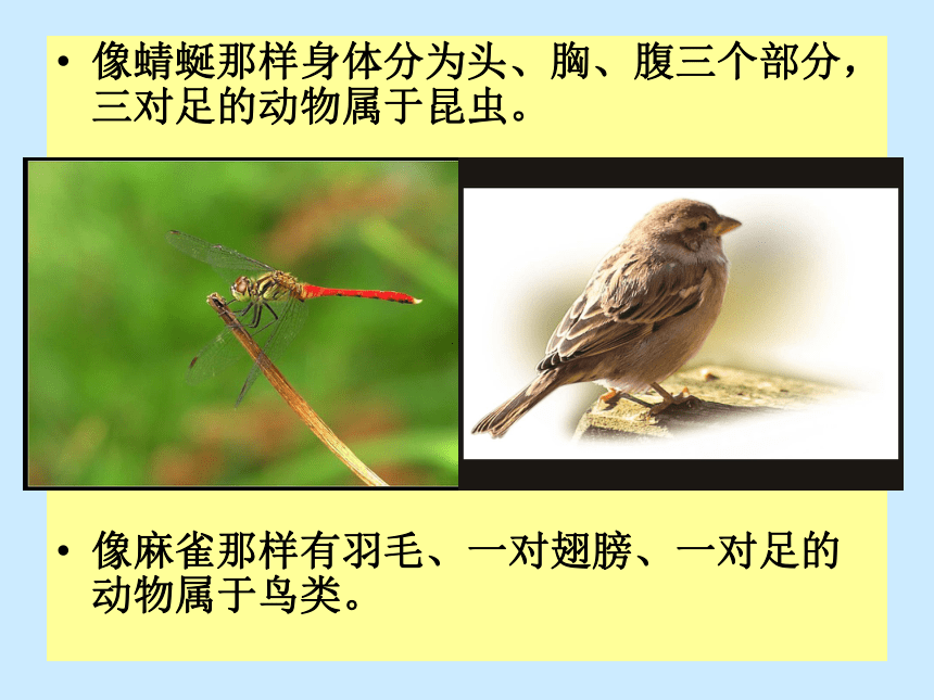 科学三年级上粤教粤科版1.5蜻蜓与麻雀课件（30张）