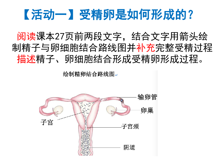 《人的生殖和发育》课件 (共24张PPT)