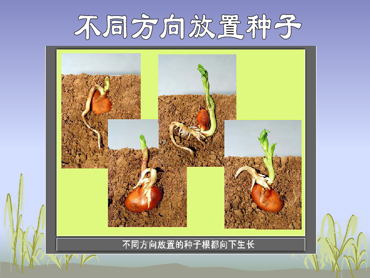 1.1《植物新生命的开始》 课件（25张PPT）