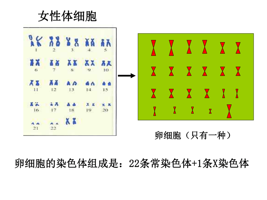 第四节-人的性别遗传 课件（共75张PPT）