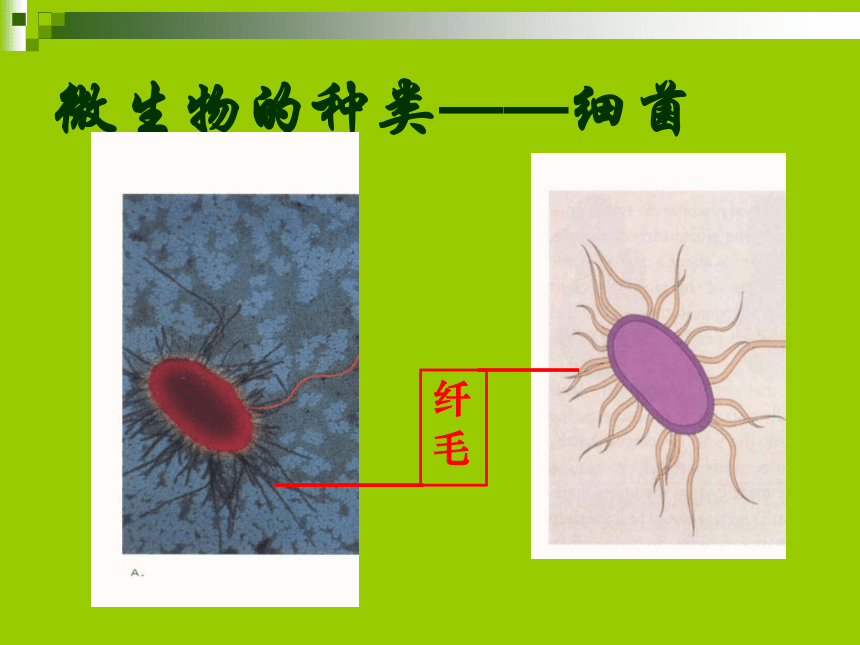 4　我研究的微生物 课件