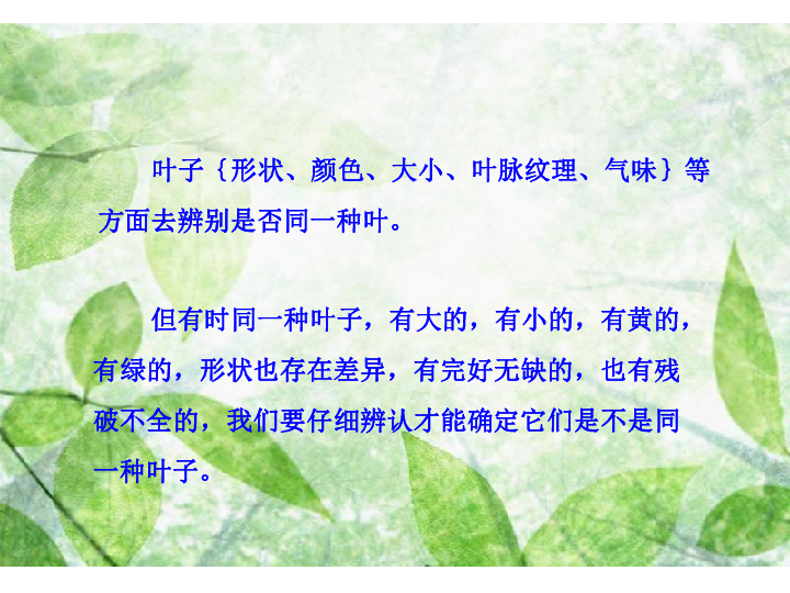 《植物的叶》课件 (共17张PPT)