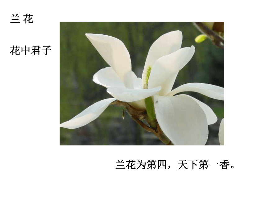 科学四年级上青岛版1.5植物的花课件6