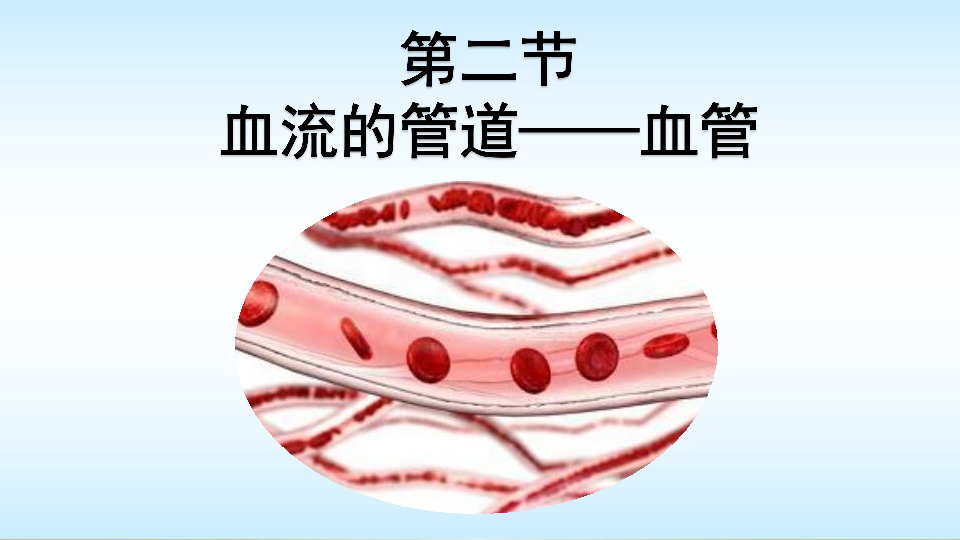4.2 血流的管道——血管 人教版七年级下册生物课件(共16张PPT)