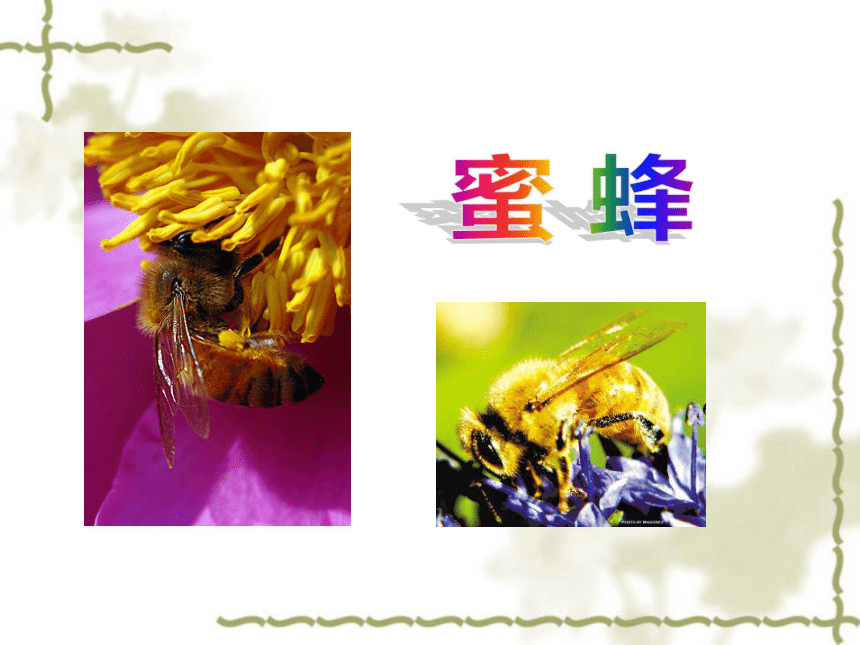 语文六年级上湘教版15《 蜜蜂》课件