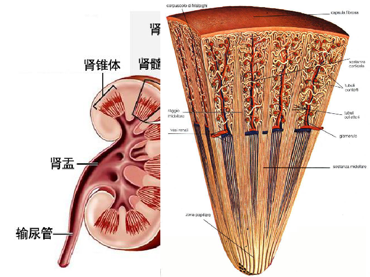 肾的背膜图片