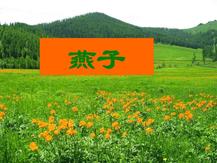 3.燕子课件